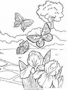 Malvorlage Schmetterlinge schmetterlinge 11