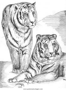 Malvorlage Tiger tiger 13