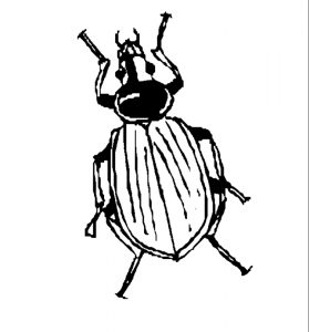 Malvorlage Insekten Insekten_00226