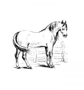 Malvorlage Pferde Pferde_00013