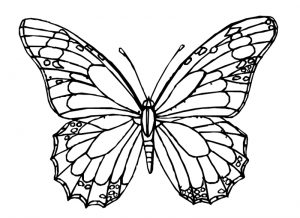 Malvorlage Schmetterlinge Schmetterlinge_00343