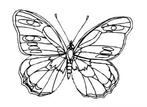 Malvorlage Schmetterlinge Schmetterlinge_00351