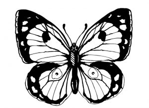 Malvorlage Schmetterlinge Schmetterlinge_00414