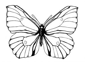 Malvorlage Schmetterlinge Schmetterlinge_00419