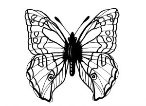 Malvorlage Schmetterlinge Schmetterlinge_00420
