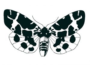 Malvorlage Schmetterlinge Schmetterlinge_00425